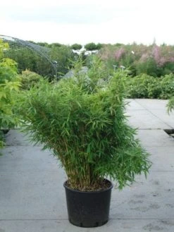 Niet Woekerende Bamboe (Fargesia Murieliae 'Bimbo') 20 Niet Woekerende Bamboe (Fargesia Murieliae 'Bimbo') -Groene Wereld 20120217134101 4 1