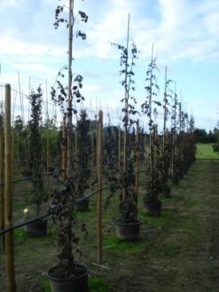 Rode Treurbeuk (Fagus Sylvatica 'Purple Fountain') -Groene Wereld 20120217134436 11