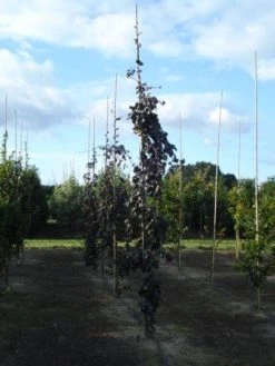 Rode Treurbeuk (Fagus Sylvatica 'Purple Fountain') -Groene Wereld 20120217134500 11