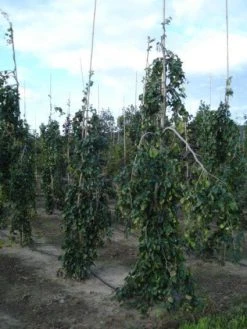 Treurbeuk (Fagus Sylvatica 'Pendula') -Groene Wereld 20120217134533 14