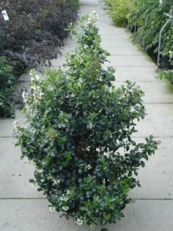 Escallonia (Escallonia 'Iveyi') -Groene Wereld 20120217135540 3