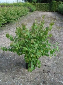 Kornoelje (Cornus Sanguinea 'Midwinter Fire') -Groene Wereld 20120218101717 4