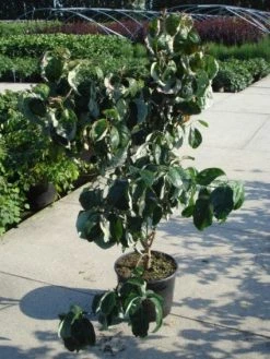 Amerikaanse Kornoelje (Cornus Florida 'Rubra') -Groene Wereld 20120218102305 7