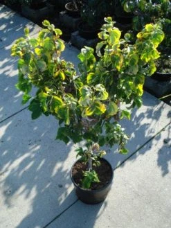 Kornoelje Op Stam (Cornus Florida 'Rainbow') -Groene Wereld 20120218102340 1