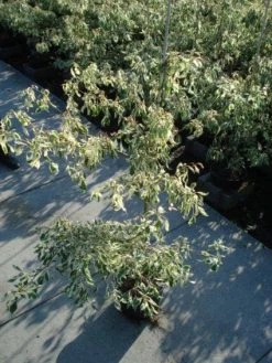 Reuzenkornoelje (Cornus Controversa 'Variegata') -Groene Wereld 20120218102419 7