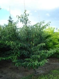 Kornoelje (Cornus Controversa 'Pagoda') 5 Kornoelje (Cornus Controversa 'Pagoda') -Groene Wereld 20120218102527 2