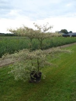 Kornoelje (Cornus Alternifolia 'Argentea') -Groene Wereld 20120218102845 2