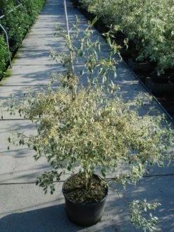 Kornoelje (Cornus Alternifolia 'Argentea') -Groene Wereld 20120218102902 2