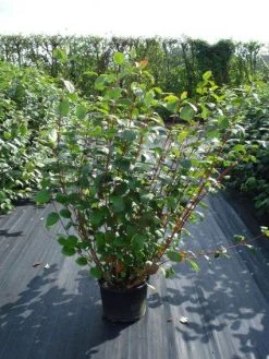 Kornoelje (Cornus Alba 'Sibirica') -Groene Wereld 20120218103207 6