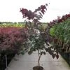 Judasboom Als Struik (Cercis Canadensis 'Forest Pansy') -Groene Wereld 20120218104526 6