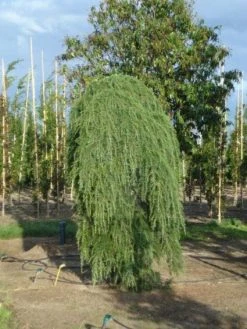 Treurceder (Cedrus Deodara 'Pendula') -Groene Wereld 20120218104745 13 2