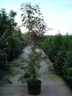 Schoonvrucht (Callicarpa Bodinieri 'Profusion') 14 Schoonvrucht (Callicarpa Bodinieri 'Profusion') -Groene Wereld 20120218105422 30 6