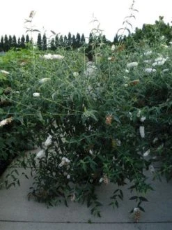 Vlinderstruik (Buddleja Davidii 'White Profusion') -Groene Wereld 20120218105604 3 1