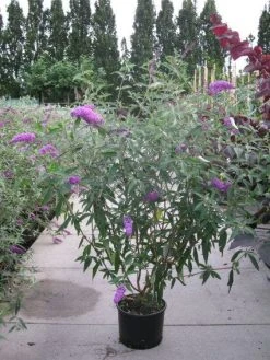 Vlinderstruik (Buddleja Davidii 'Pink Delight') -Groene Wereld 20120218105635 3