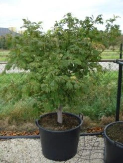 Japanse Esdoorn (Acer Japonicum 'Aconitifolium') -Groene Wereld 20120218111902 10