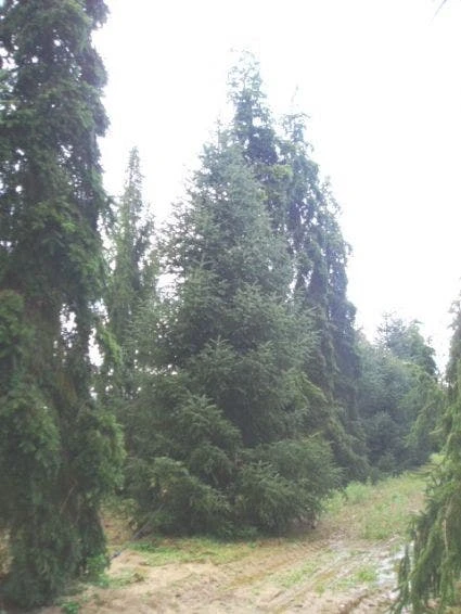 Spaanse Den (Abies Pinsapo 'Glauca') 4 Spaanse Den (Abies Pinsapo 'Glauca') - Afbeelding 2