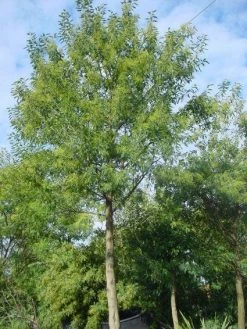 Mimosa Als Boom (Acacia Dealbata) -Groene Wereld 20120219160954 6 1
