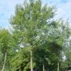 Mimosa Als Boom (Acacia Dealbata) -Groene Wereld 20120219161023 6