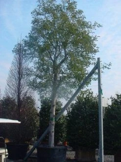 Mimosa Als Boom (Acacia Dealbata) -Groene Wereld 20120219161040 6 1