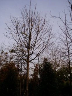 Spaanse Aak (Acer Campestre) -Groene Wereld 20120219161209 9