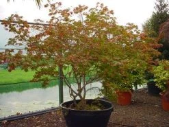 Japanse Esdoorn (Acer Japonicum 'Aconitifolium') -Groene Wereld 20120219161625 10