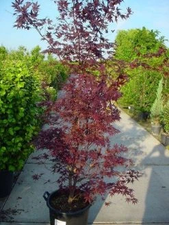 Japanse Esdoorn (Acer Palmatum 'Atropurpureum') -Groene Wereld 20120219161852 9