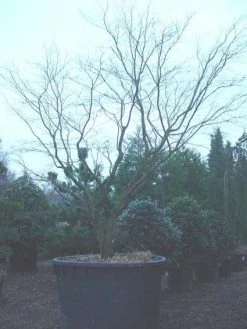 Japanse Esdoorn (Acer Palmatum 'Bloodgood') -Groene Wereld 20120219170455 12