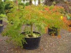 Japanse Esdoorn (Acer Palmatum 'Dissectum') -Groene Wereld 20120219170606 11