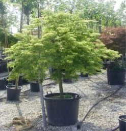 Japanse Esdoorn (Acer Palmatum 'Dissectum') -Groene Wereld 20120219170657 11