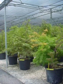 Japanse Esdoorn (Acer Palmatum 'Dissectum') -Groene Wereld 20120219170727 11