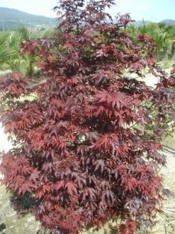 Japanse Esdoorn (Acer Palmatum 'Fireglow') -Groene Wereld 20120220091027 11