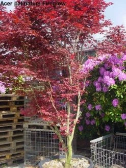 Japanse Esdoorn (Acer Palmatum 'Fireglow') 18 Japanse Esdoorn (Acer Palmatum 'Fireglow') -Groene Wereld 20120220091058 11 1