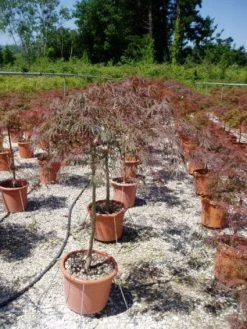 Japanse Esdoorn (Acer Palmatum 'Garnet') -Groene Wereld 20120220092410 12 1