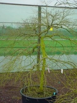 Japanse Esdoorn (Acer Palmatum 'Ornatum') -Groene Wereld 20120220092604 11