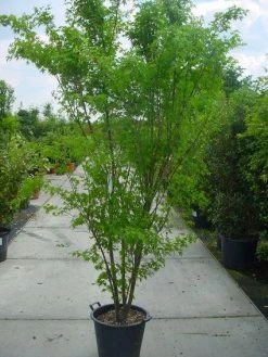 Japanse Esdoorn (Acer Palmatum) 22 Japanse Esdoorn (Acer Palmatum) -Groene Wereld 20120220092844 11