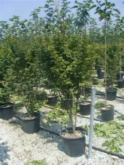 Japanse Esdoorn (Acer Palmatum) 33 Japanse Esdoorn (Acer Palmatum) -Groene Wereld 20120220093454 11