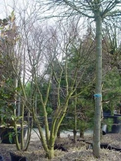 Japanse Esdoorn (Acer Palmatum) 31 Japanse Esdoorn (Acer Palmatum) -Groene Wereld 20120220093531 11