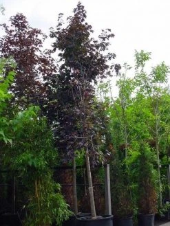 Rode Esdoorn (Acer Platanoides 'Crimson King') -Groene Wereld 20120220093721 18