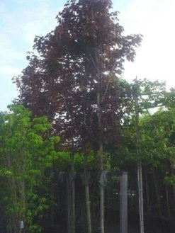 Rode Esdoorn (Acer Platanoides 'Crimson King') -Groene Wereld 20120220093817 18