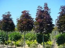 Noorse Esdoorn (Acer Platanoides 'Crimson Sentry') -Groene Wereld 20120220094000 12