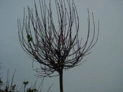 Bolesdoorn (Acer Platanoides 'Globosum') 16 Bolesdoorn (Acer Platanoides 'Globosum') -Groene Wereld 20120220094356 22 1