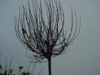 Bolesdoorn (Acer Platanoides 'Globosum') 6 Bolesdoorn (Acer Platanoides 'Globosum') - Afbeelding 4