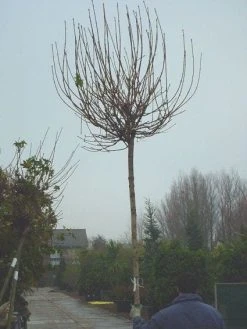 Bolesdoorn (Acer Platanoides 'Globosum') 15 Bolesdoorn (Acer Platanoides 'Globosum') -Groene Wereld 20120220094413 22 1