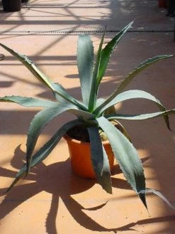 Agave (Agave Americana) -Groene Wereld 20120220095510 3