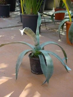 Agave (Agave Americana) -Groene Wereld 20120220095542 3