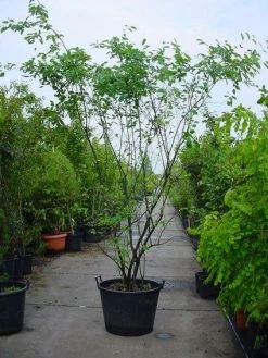 Krentenboom Als Struik (Amelanchier Lamarckii) -Groene Wereld 20120220100746 13