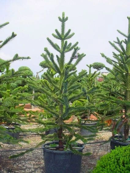 Apeboom (Araucaria Araucana) 4 Apeboom (Araucaria Araucana) - Afbeelding 2