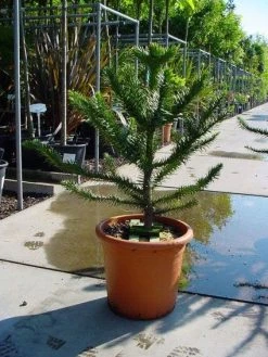 Apeboom (Araucaria Araucana) 23 Apeboom (Araucaria Araucana) -Groene Wereld 20120220101040 17