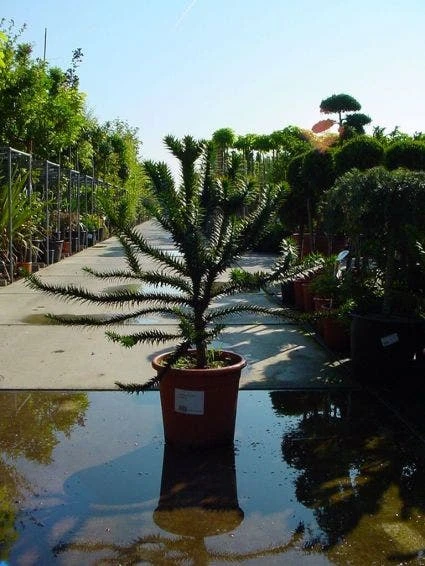 Apeboom (Araucaria Araucana) 6 Apeboom (Araucaria Araucana) - Afbeelding 4