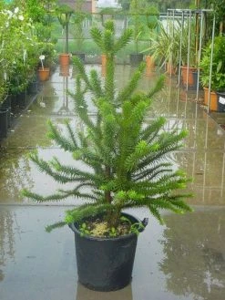 Apeboom (Araucaria Araucana) 21 Apeboom (Araucaria Araucana) -Groene Wereld 20120220101134 17